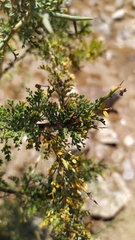 Adesmia confusa