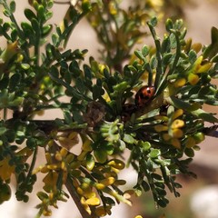 Hippodamia variegata