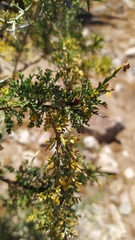 Hippodamia variegata