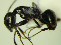 Camponotus piceus