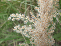 Miscanthus ecklonii