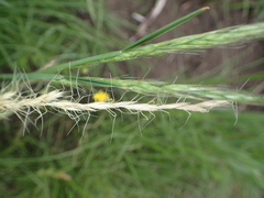 Trisetopsis imberbis