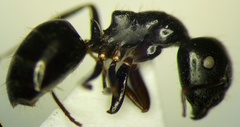 Camponotus piceus