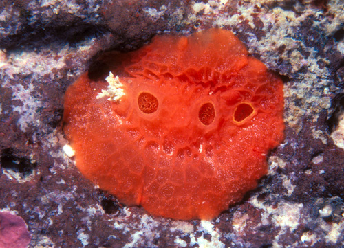 Pitted Nudibranch