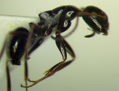Camponotus piceus