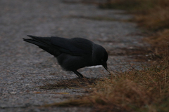 Corvus monedula