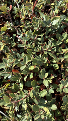 Ceanothus prostratus