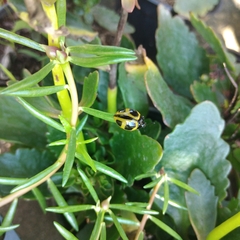 Aegithus quadrinotatus