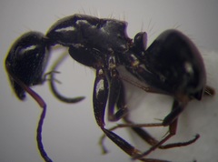 Camponotus piceus