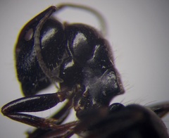 Camponotus piceus