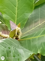Pseudolycaena marsyas