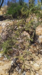 Adesmia confusa
