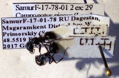 Camponotus piceus
