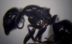 Camponotus piceus