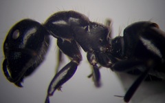Camponotus piceus