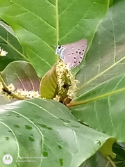 Lepidoptera