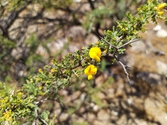 Adesmia confusa