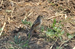 Cisticola galactotes