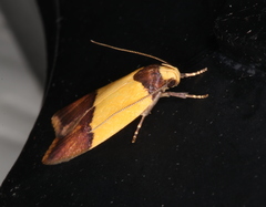 Heteroteucha dichroella
