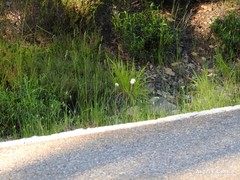 Armeria arenaria