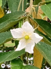 Muntingia calabura