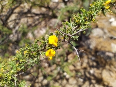 Adesmia confusa