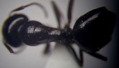 Camponotus piceus