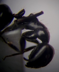 Camponotus piceus