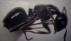 Camponotus piceus