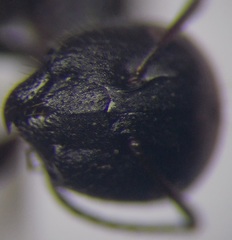 Camponotus piceus