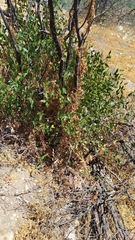 Colliguaja odorifera