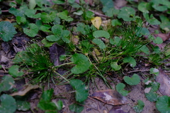 Isolepis ludwigii