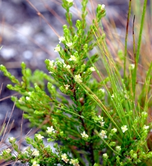 Lachnaea ericoides