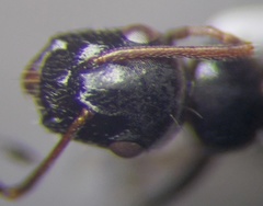 Camponotus piceus