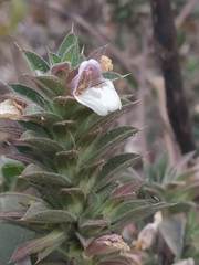 Lepidagathis cuspidata