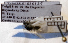 Camponotus piceus