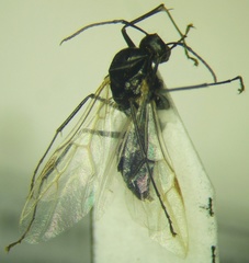Camponotus piceus