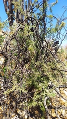 Adesmia confusa
