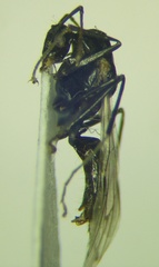 Camponotus piceus