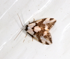 Thallarcha staurocola