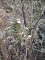Lepidagathis cuspidata