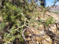 Adesmia confusa
