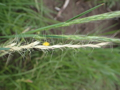 Trisetopsis imberbis