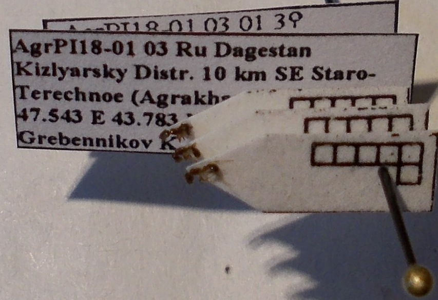 Cardiocondyla sahlbergi