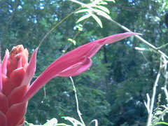 Aphelandra sinclairiana