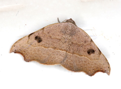 Laspeyria concavata