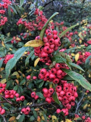 Photinia niitakayamensis