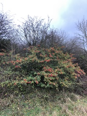 Photinia niitakayamensis