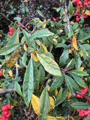 Photinia niitakayamensis