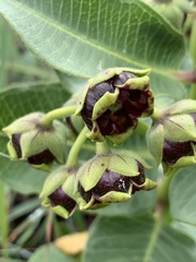 Pachycarpus galpinii